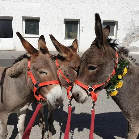 招待所 Austria